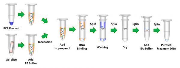 AccuPrep® PCR/Gel Purification Kit, 200 purifications - Image 4