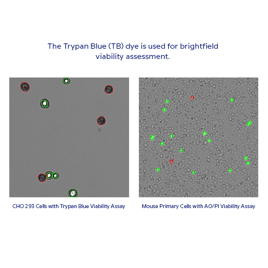 Fluorescein diacetate used as cell viability stain